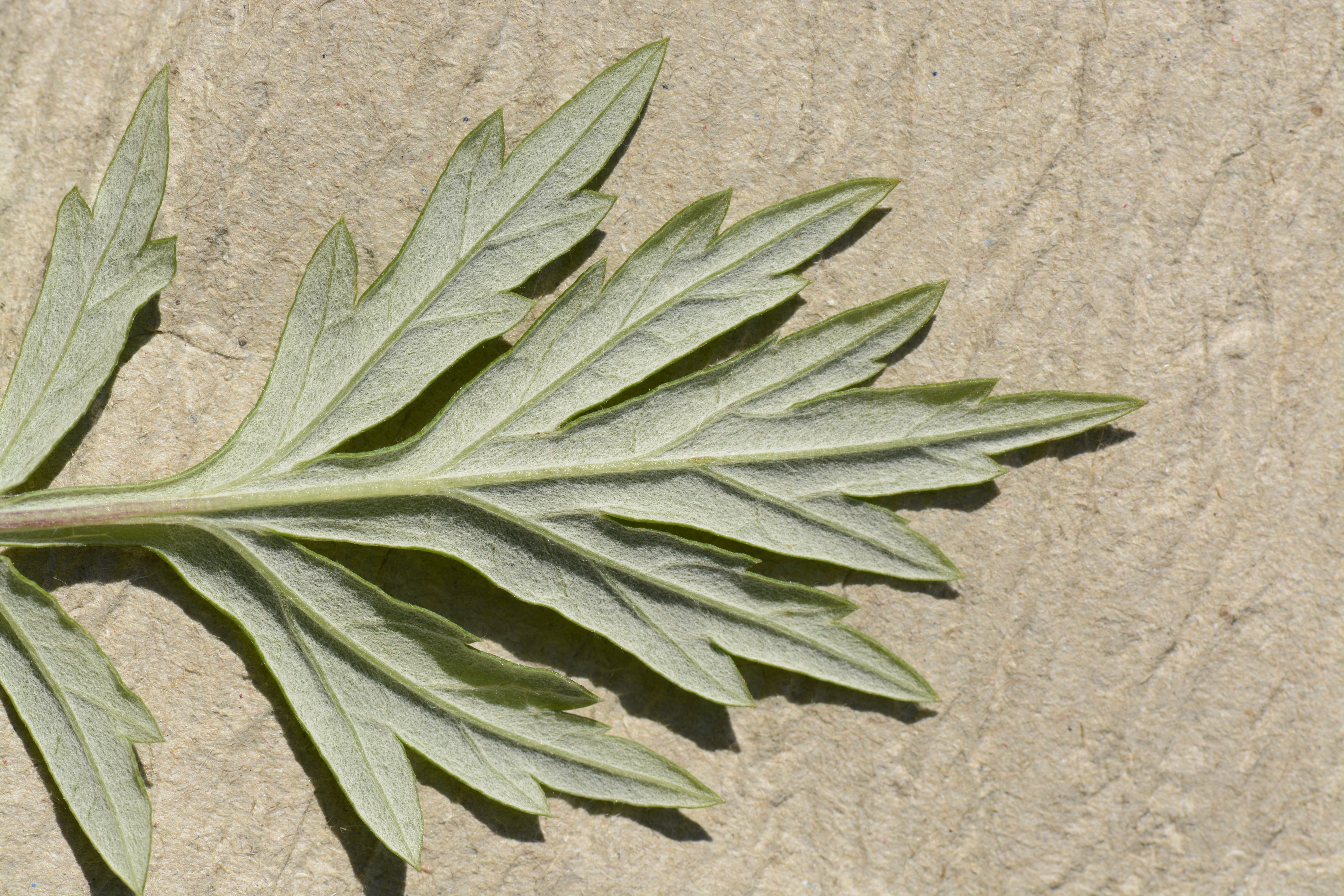 Artemisia vulgaris,  Blattunterseite