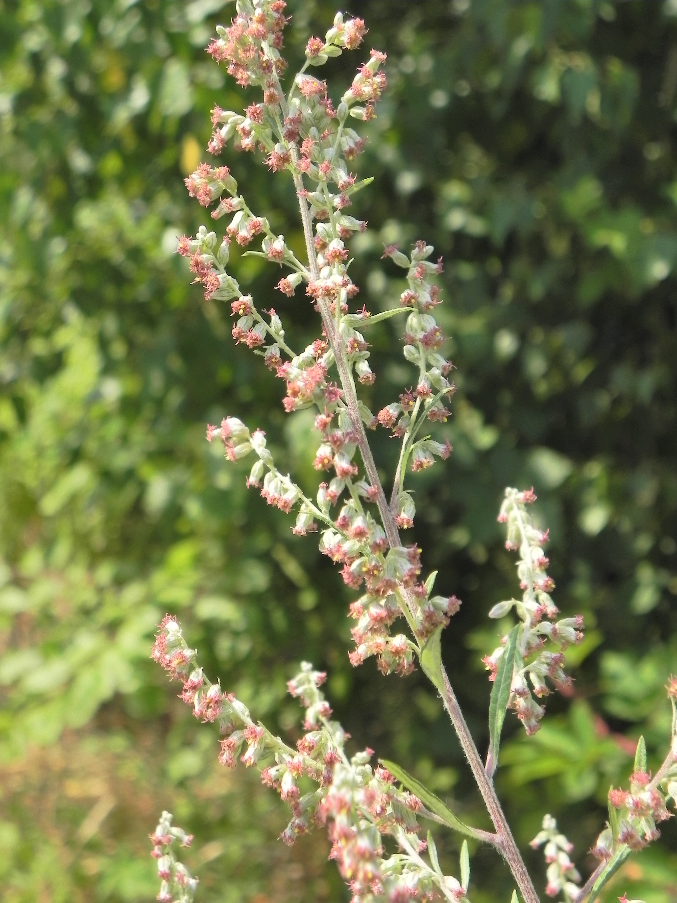 Sehr häufig mit Ambrosia verwechselt: Gemeiner Beifuß (Artemisia vulgaris)