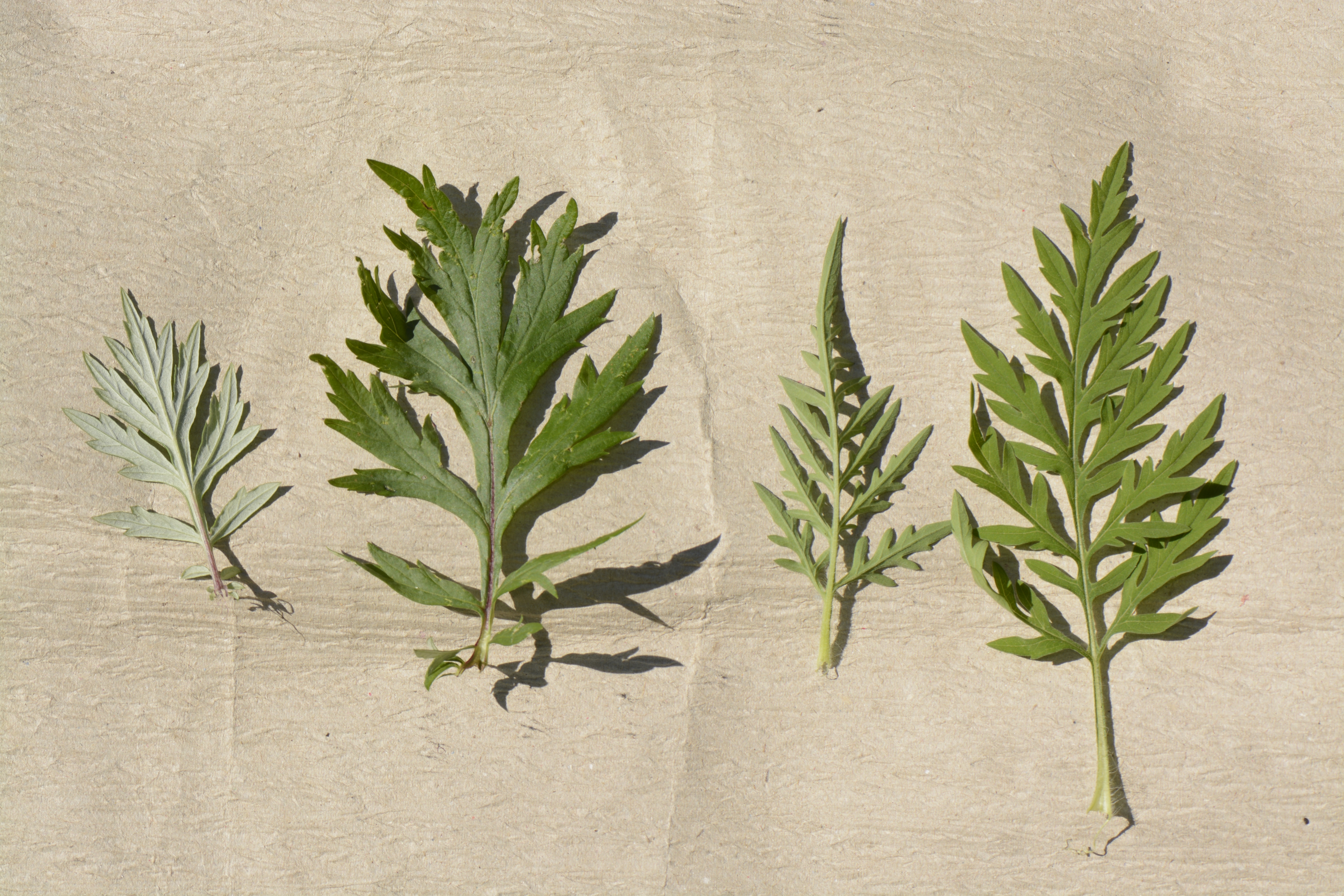 Blätter von links Artemisia vulgaris, rechts Ambrosia artemisiifolia