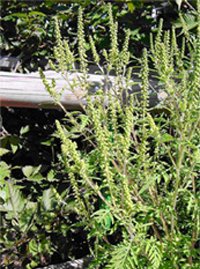 Beifuss-Ambrosie (Ambrosia artemisiifolia)