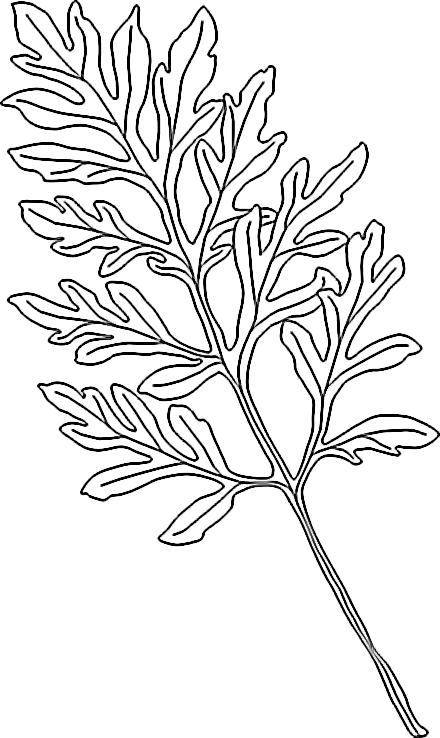 Blatt der Beifuß-Ambrosie (Ambrosia artemisiifolia)