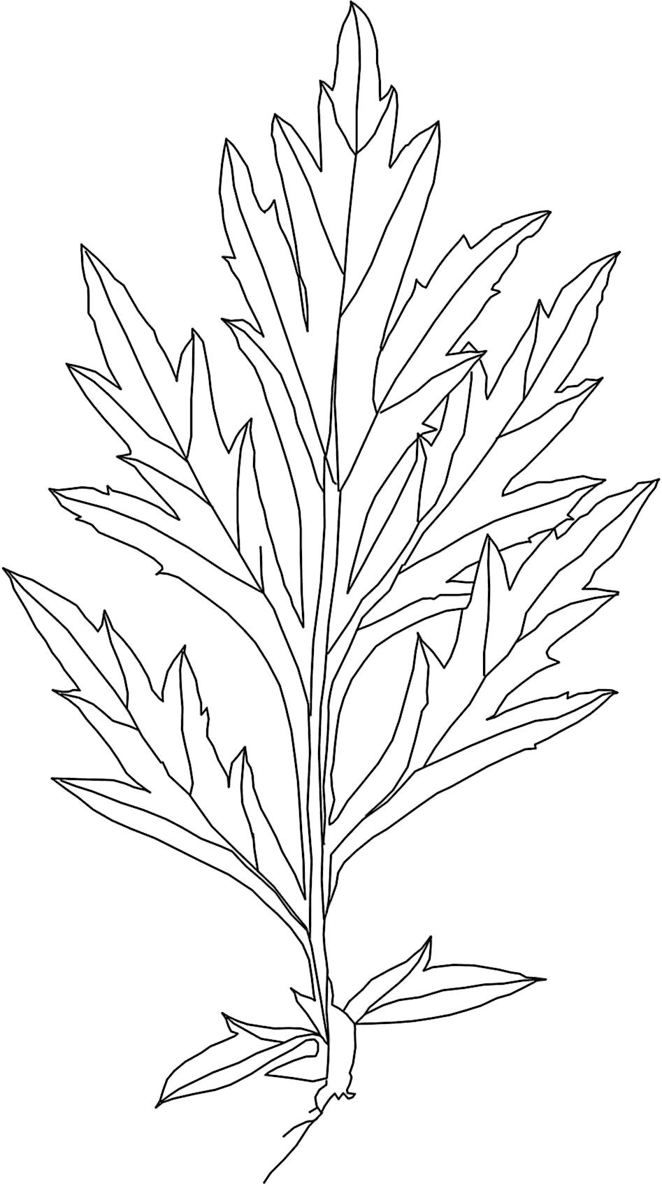 Blatt des Gemeinen Beifuß, Artemisia vulgaris