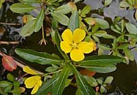 Flutendes Heusenkraut, Ludwigia peploides