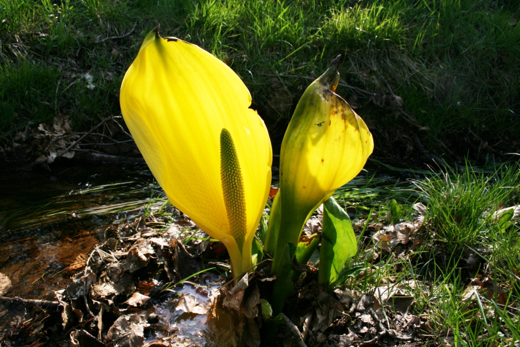 Gelbe Scheincalla (Lysichiton americanus)