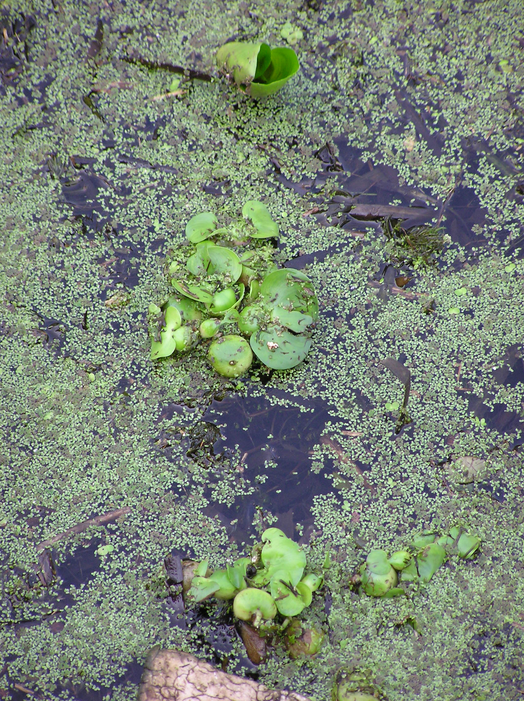 Dickstielige Wasserhyazinthe  Eichhornia crassipes