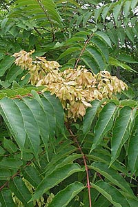 Chinesischer Götterbaum (Ailanthus altissima)