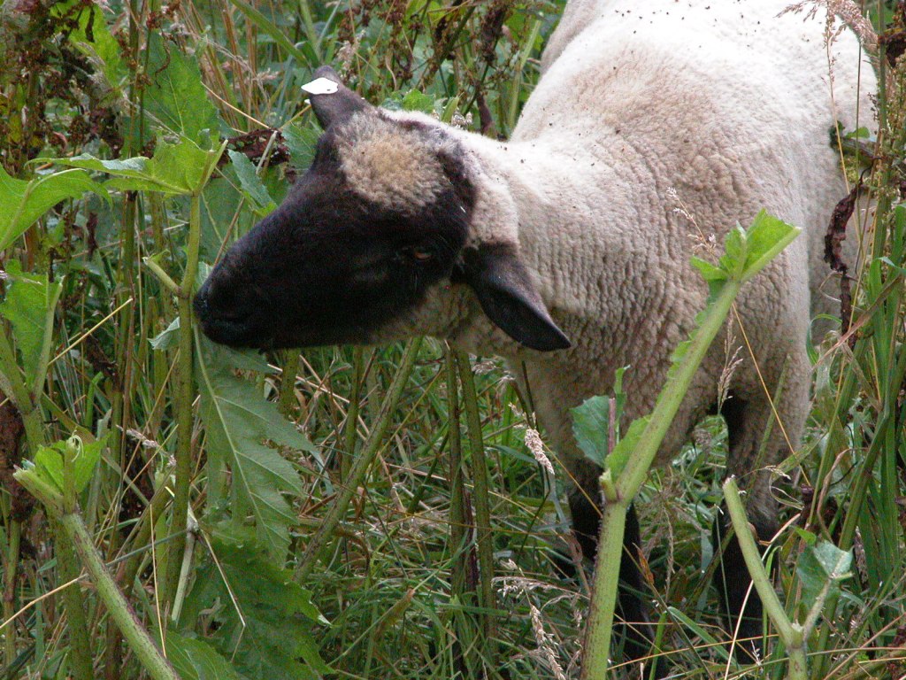 Schafe fressen bevorzugt die Herkulesstaudenblätter