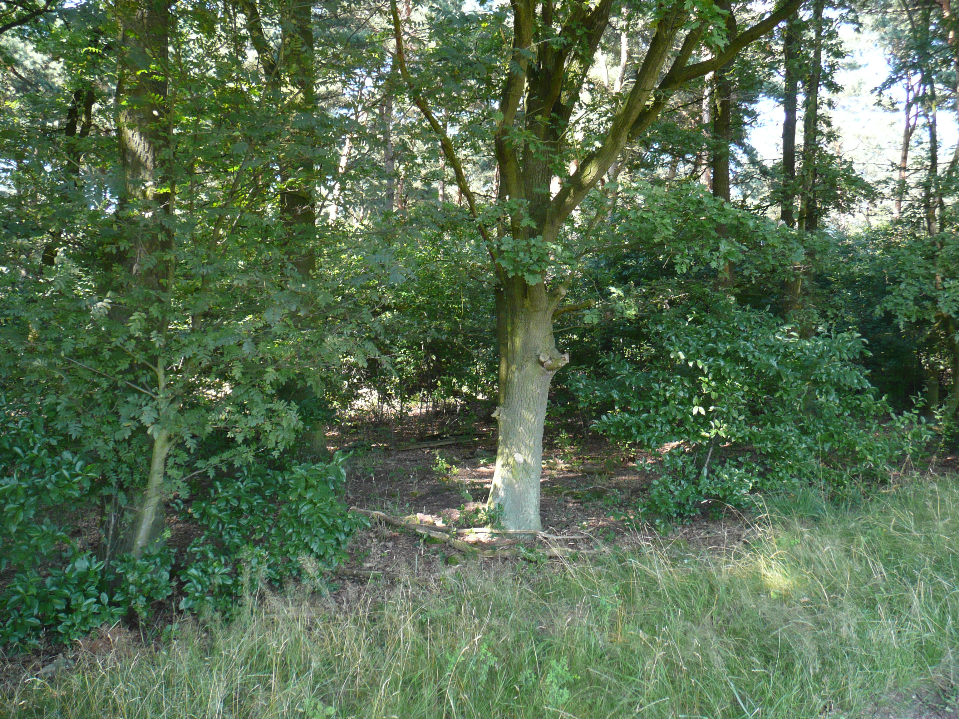 Späte Traubenkirsche im Birken-Eichenwald, NSG Lüsekamp
