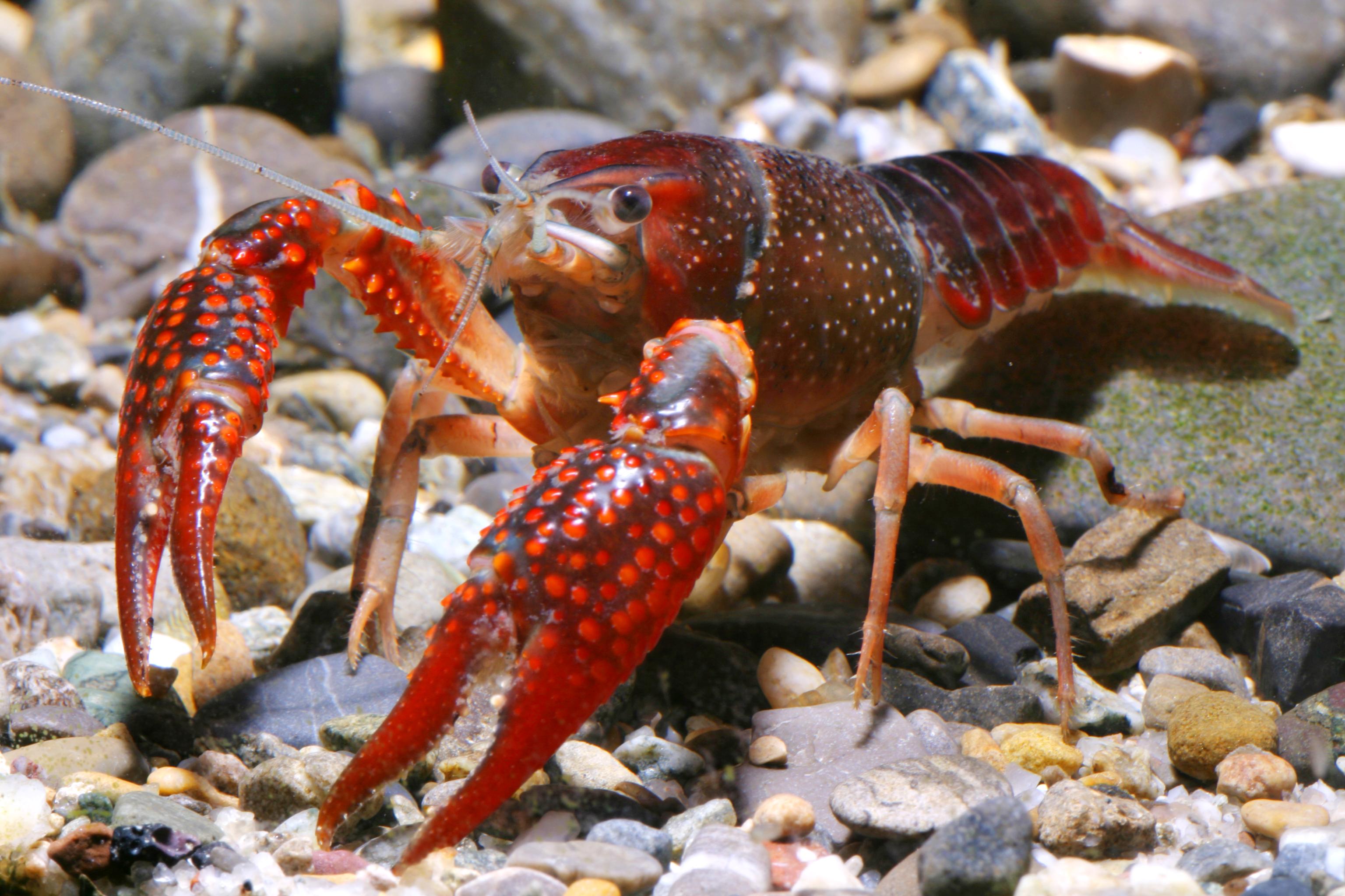 Roter amerikanischer Sumpfkrebs (Procambarus clarkii)