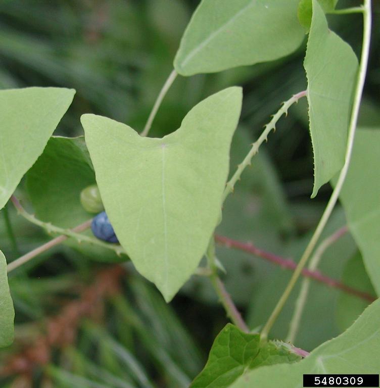 Durchwachsener Knöterich (Persicaria perfoliata)