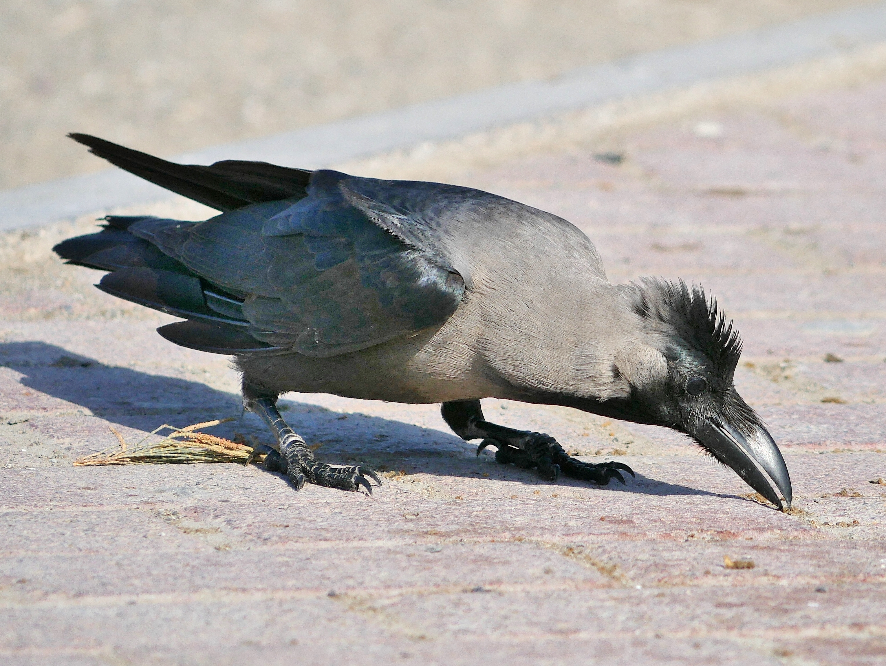 Glanzkrähe (Corvus splendens)