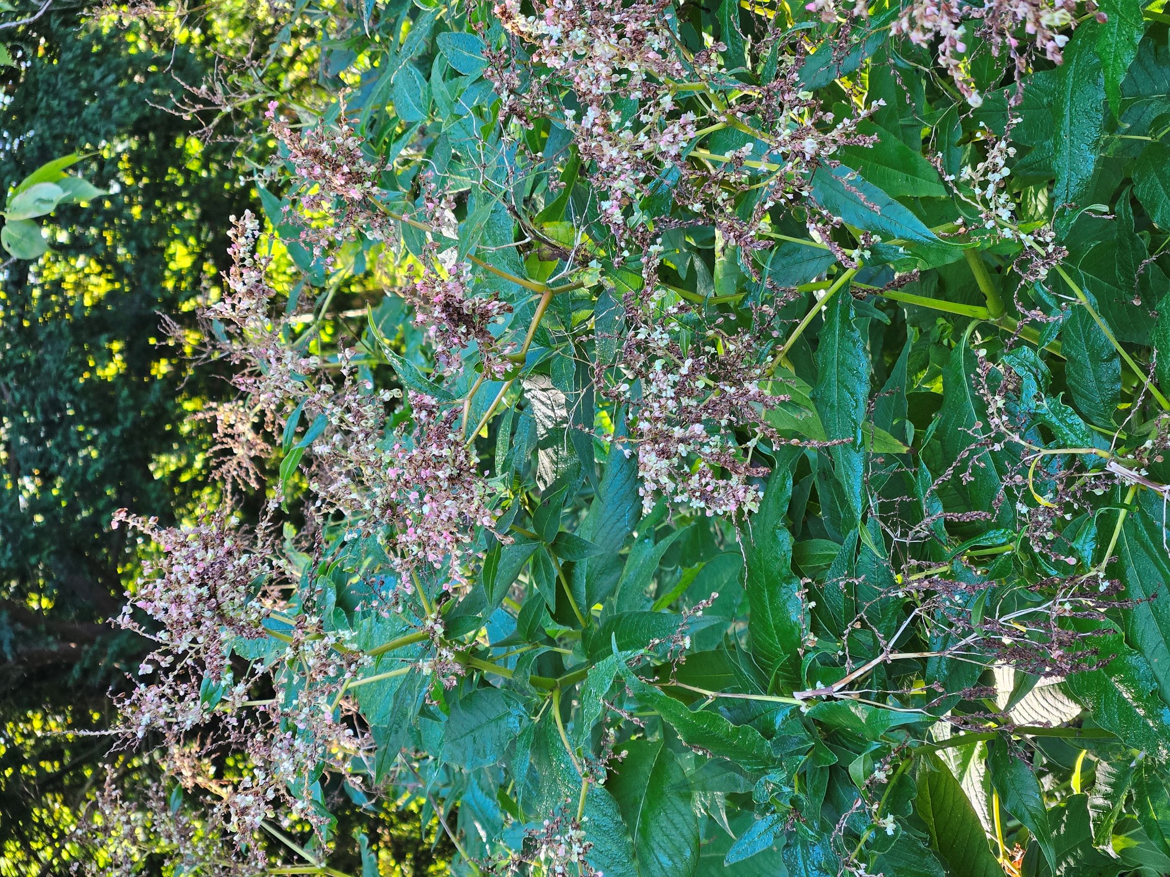 Himalaya-Bergknöterich (Koeningia polystachya) im Kaiserpark Oberhausen