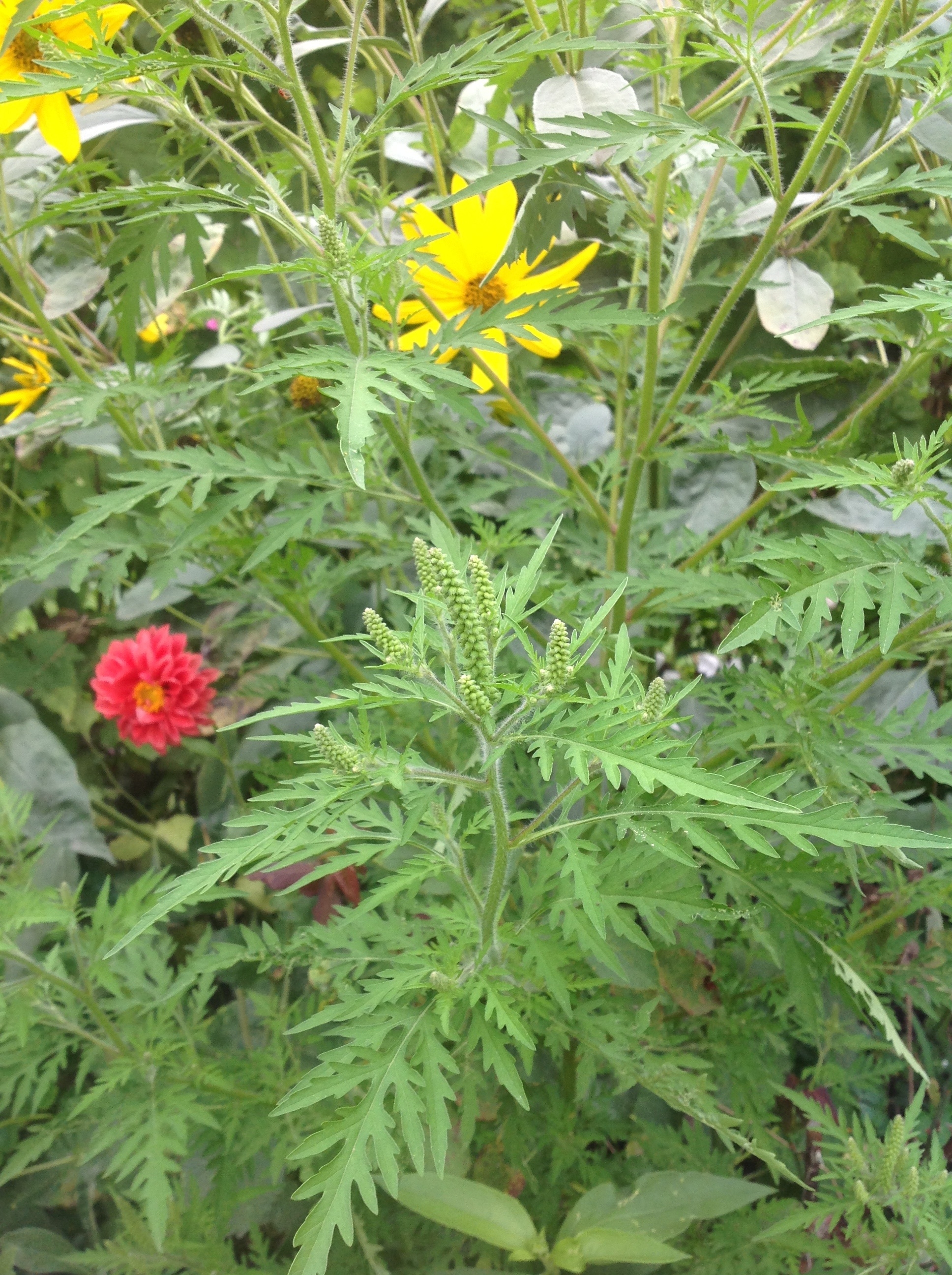 Ambrosie in Wildblumenmischung